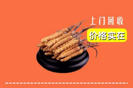 许昌市襄城回收冬虫夏草